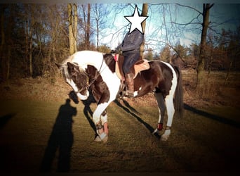 Polnisches Warmblut, Wallach, 6 Jahre, 170 cm, Schecke