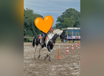 Polnisches Warmblut, Wallach, 6 Jahre, 170 cm, Schecke