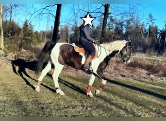 Polnisches Warmblut, Wallach, 6 Jahre, 170 cm, Schecke