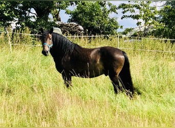 Polnisches Warmblut, Wallach, 7 Jahre, 152 cm, Brauner