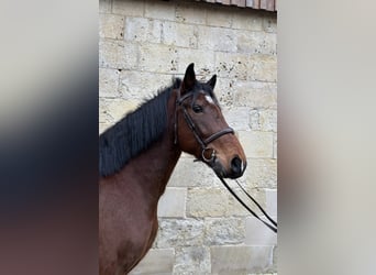 Polnisches Warmblut, Wallach, 7 Jahre, 158 cm, Brauner