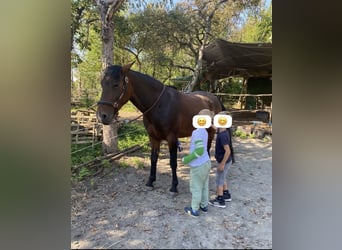 Polnisches Warmblut, Wallach, 7 Jahre, 158 cm, Brauner