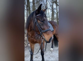 Polnisches Warmblut, Wallach, 7 Jahre, 158 cm, Brauner