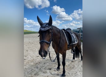 Polnisches Warmblut, Wallach, 7 Jahre, 158 cm, Brauner