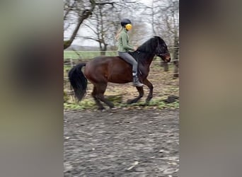 Polnisches Warmblut, Wallach, 7 Jahre, 158 cm, Brauner