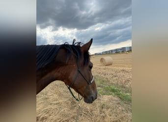 Polnisches Warmblut, Wallach, 7 Jahre, 158 cm, Brauner