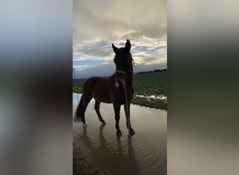 Polnisches Warmblut, Wallach, 7 Jahre, 158 cm, Brauner