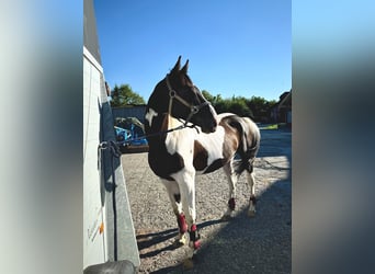 Polnisches Warmblut Mix, Wallach, 7 Jahre, 160 cm, Schecke