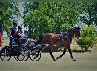 Polnisches Warmblut, Wallach, 7 Jahre, 161 cm, Rotbrauner