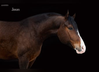 Polnisches Warmblut, Wallach, 7 Jahre, 161 cm, Rotbrauner