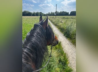 Polnisches Warmblut, Wallach, 7 Jahre, 162 cm