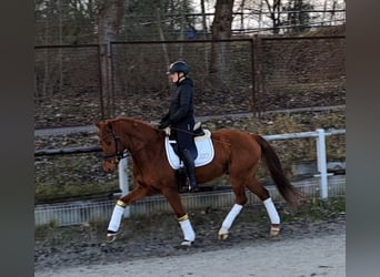 Polnisches Warmblut, Wallach, 7 Jahre, 162 cm, Fuchs