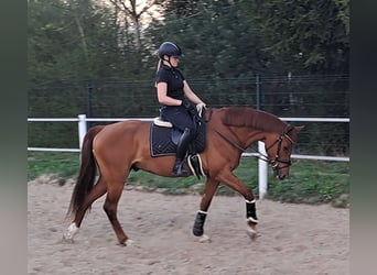 Polnisches Warmblut, Wallach, 7 Jahre, 162 cm, Fuchs