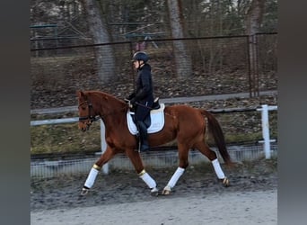 Polnisches Warmblut, Wallach, 7 Jahre, 162 cm, Fuchs