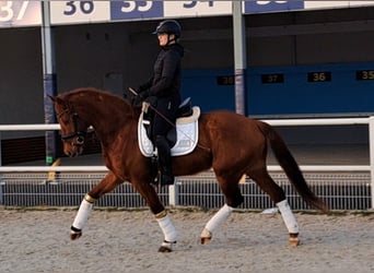 Polnisches Warmblut, Wallach, 7 Jahre, 162 cm, Fuchs