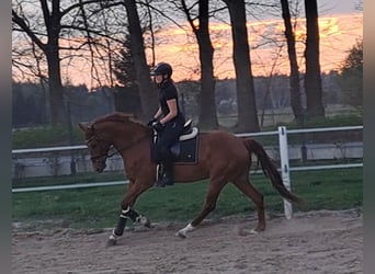 Polnisches Warmblut, Wallach, 7 Jahre, 162 cm, Fuchs