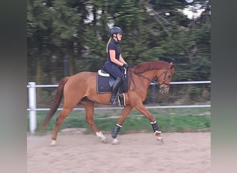 Polnisches Warmblut, Wallach, 7 Jahre, 162 cm, Fuchs