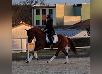 Polnisches Warmblut, Wallach, 7 Jahre, 162 cm, Fuchs