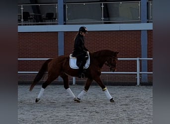 Polnisches Warmblut, Wallach, 7 Jahre, 162 cm, Fuchs