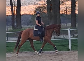 Polnisches Warmblut, Wallach, 7 Jahre, 162 cm, Fuchs