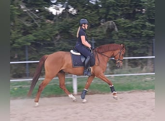 Polnisches Warmblut, Wallach, 7 Jahre, 162 cm, Fuchs