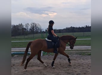 Polnisches Warmblut, Wallach, 7 Jahre, 162 cm, Fuchs