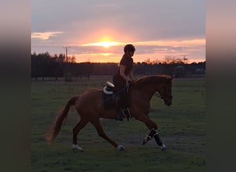 Polnisches Warmblut, Wallach, 7 Jahre, 162 cm, Fuchs