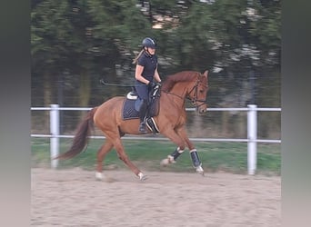 Polnisches Warmblut, Wallach, 7 Jahre, 162 cm, Fuchs