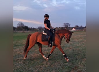 Polnisches Warmblut, Wallach, 7 Jahre, 162 cm, Fuchs