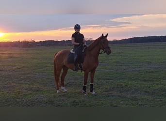 Polnisches Warmblut, Wallach, 7 Jahre, 162 cm, Fuchs
