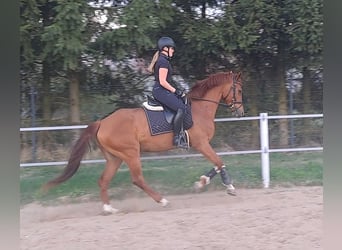 Polnisches Warmblut, Wallach, 7 Jahre, 162 cm, Fuchs