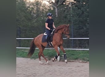 Polnisches Warmblut, Wallach, 7 Jahre, 162 cm, Fuchs