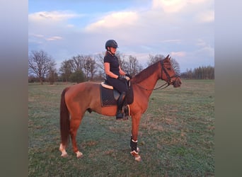 Polnisches Warmblut, Wallach, 7 Jahre, 162 cm, Fuchs