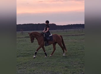 Polnisches Warmblut, Wallach, 7 Jahre, 162 cm, Fuchs