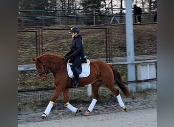 Polnisches Warmblut, Wallach, 7 Jahre, 162 cm, Fuchs