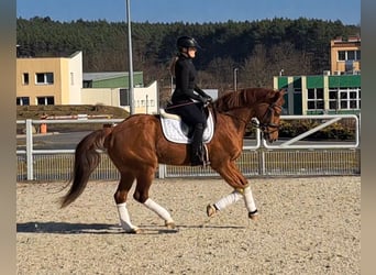 Polnisches Warmblut, Wallach, 7 Jahre, 162 cm, Fuchs