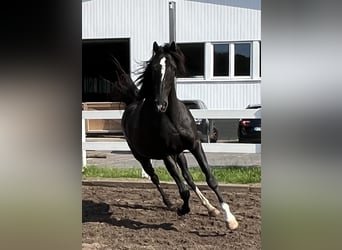 Polnisches Warmblut, Wallach, 7 Jahre, 165 cm, Rappe