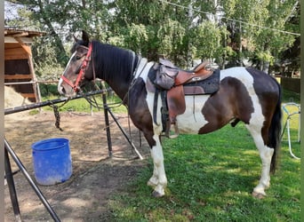 Polnisches Warmblut, Wallach, 7 Jahre, 165 cm, Schecke