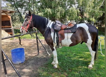 Polnisches Warmblut, Wallach, 7 Jahre, 165 cm, Schecke