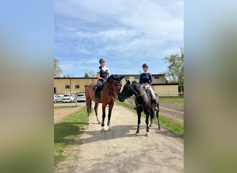 Polnisches Warmblut, Wallach, 7 Jahre, 167 cm, Rotbrauner