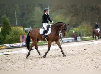 Polnisches Warmblut, Wallach, 7 Jahre, 167 cm, Rotbrauner