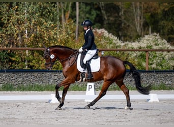 Polnisches Warmblut, Wallach, 7 Jahre, 167 cm, Rotbrauner