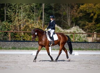 Polnisches Warmblut, Wallach, 7 Jahre, 167 cm, Rotbrauner