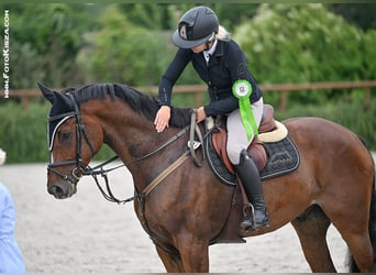 Polnisches Warmblut, Wallach, 7 Jahre, 167 cm, Rotbrauner