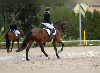 Polnisches Warmblut, Wallach, 7 Jahre, 167 cm, Rotbrauner