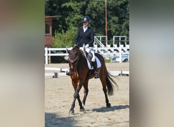 Polnisches Warmblut, Wallach, 7 Jahre, 167 cm, Rotbrauner