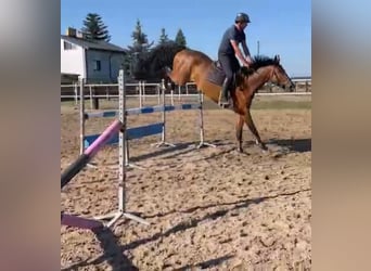 Polnisches Warmblut, Wallach, 7 Jahre, 168 cm, Brauner