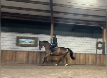 Polnisches Warmblut, Wallach, 7 Jahre, 170 cm, Dunkelbrauner