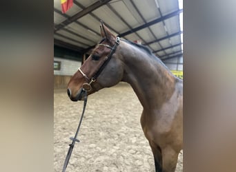 Polnisches Warmblut, Wallach, 7 Jahre, 170 cm, Dunkelbrauner