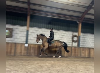 Polnisches Warmblut, Wallach, 7 Jahre, 170 cm, Dunkelbrauner